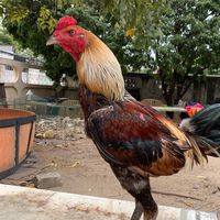 ไก่ชนลาดพร้าว64