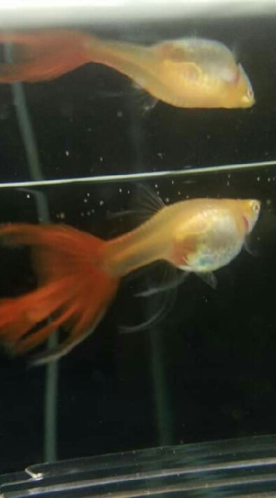 คนรักGuppy by Payak Guppy