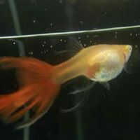 คนรักGuppy by Payak Guppy