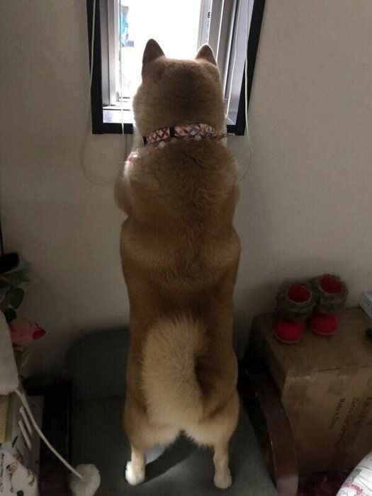 命にかかわる恐れも すぐに病院に行くべき危険な犬の症状