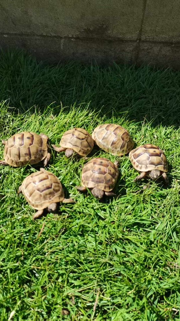 Candy ขายเต่า  🐢
