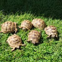 Candy ขายเต่า  🐢