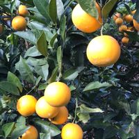 みかん農家の仲間集まれ〜