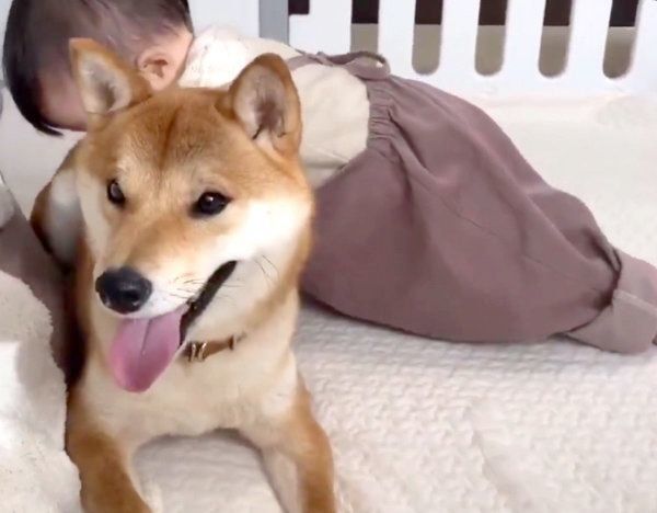 赤ちゃんも魅了される柴犬兄さんのモフモフした魅力