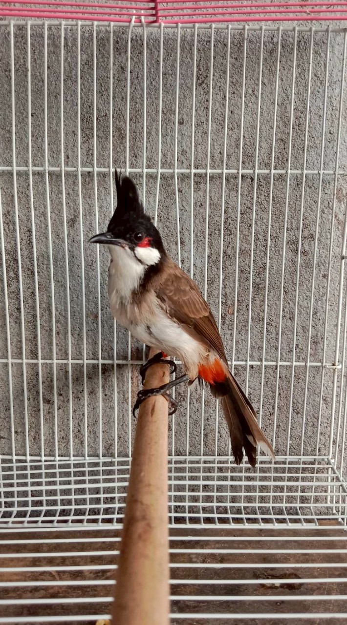 🕊️นกหัวจุกพ่อลูกอ่อน(นกดำ)🕊️