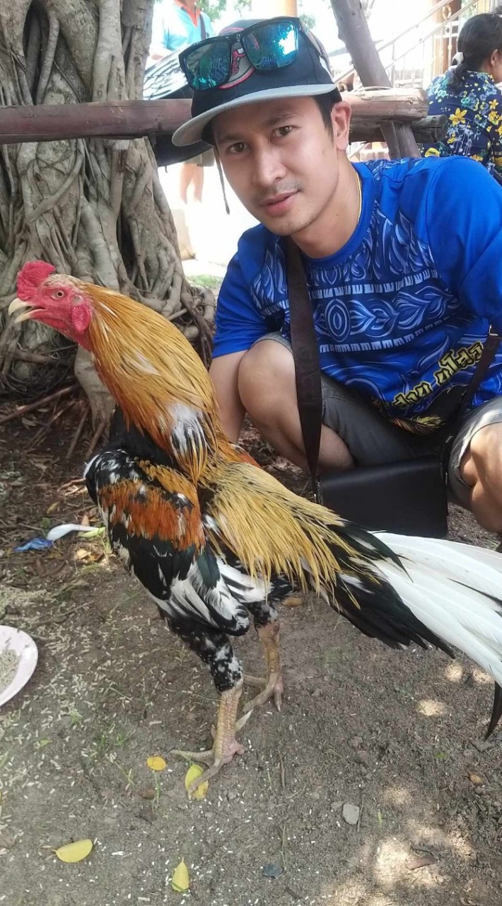 ไก่เก่ง เมือง มหาสารคาม