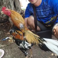 ไก่เก่ง เมือง มหาสารคาม