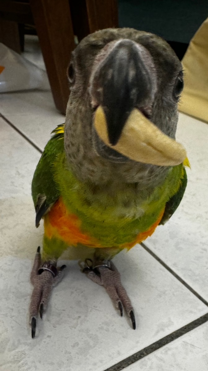 鳥寶生活分享