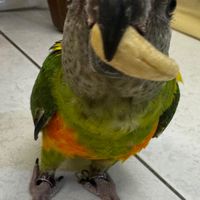 鳥寶生活分享