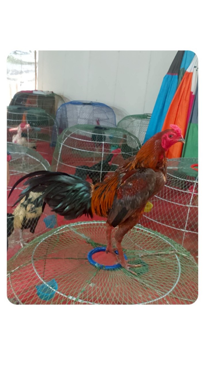 DCF cockfight thailand