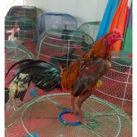 DCF cockfight thailand