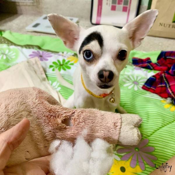 10 Hewan Yang Punya Motif Unik Di Tubuh Mereka Ada Yang Bentuk Hati