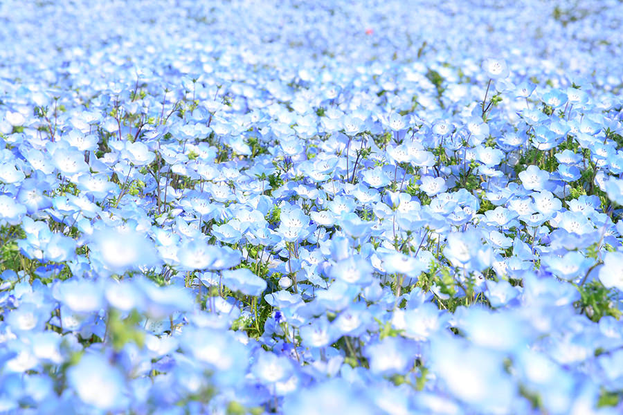 日本4月花季介紹