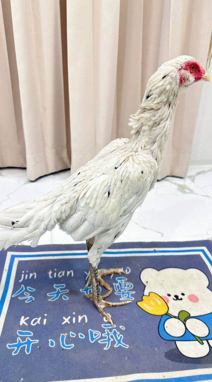 แดงเหลืองหางขาว