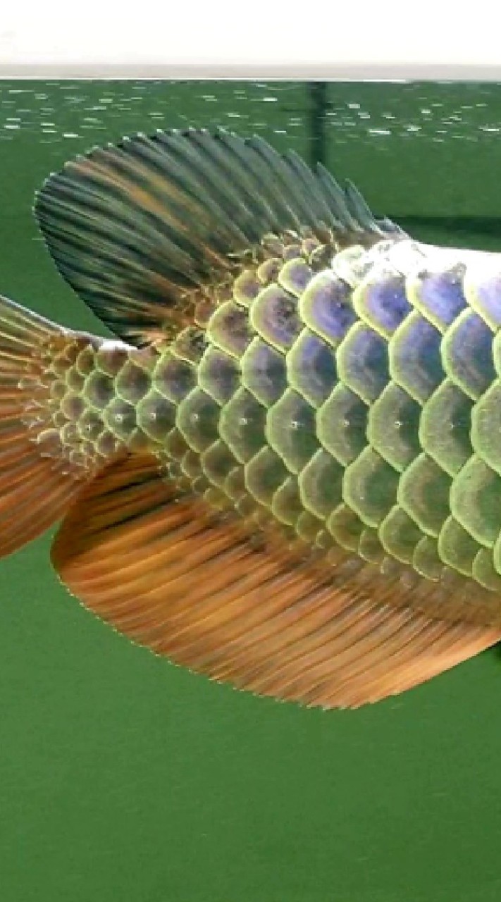 arowana&mate_market