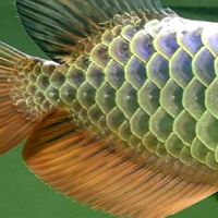 arowana&mate_market