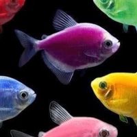 交流魚蝦區