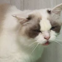 尬電團購、貓知識元老群！