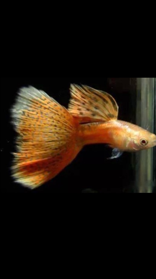 孔雀魚、鬥魚、買賣、競標、送養、魚病學術討論