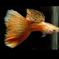 孔雀魚、鬥魚、買賣、競標、送養、魚病學術討論