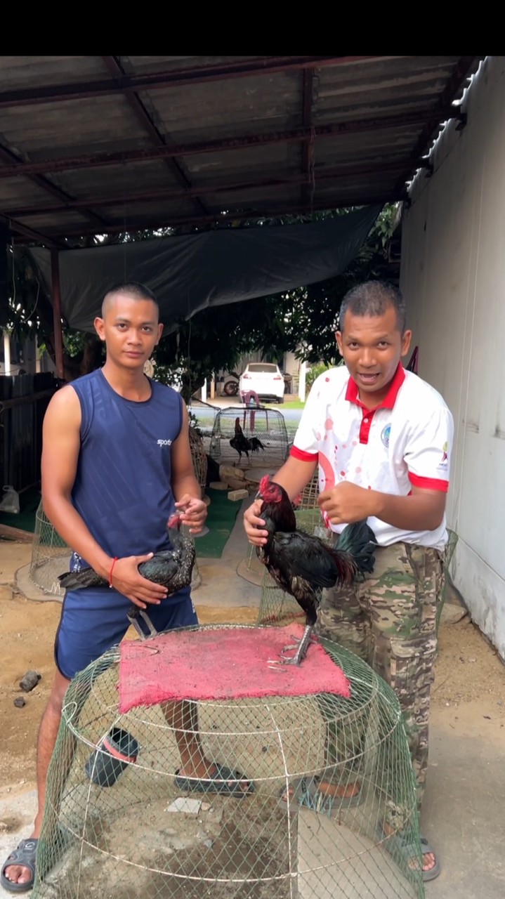 หมู่หนู พัฒนา ไก่ชน