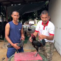 หมู่หนู พัฒนา ไก่ชน