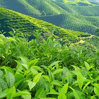 禪沁茶空間