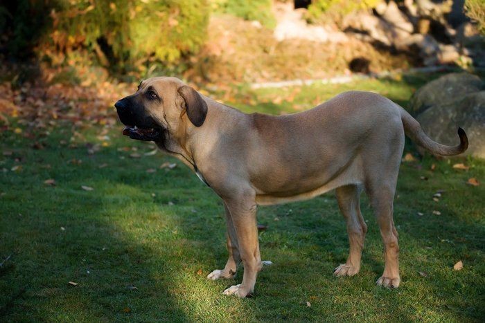 コーギーやシェルティも 牧羊犬 牧畜犬として活躍した犬