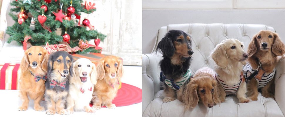 萌萌der~臘腸就是這麼的無辜，讓人一眼就愛上！