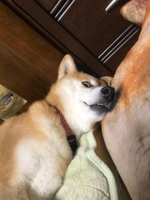 愛犬がストーブの前から離れない これって大丈夫