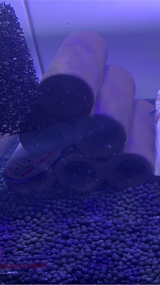 新手孔雀魚的點點滴滴