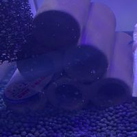 新手孔雀魚的點點滴滴