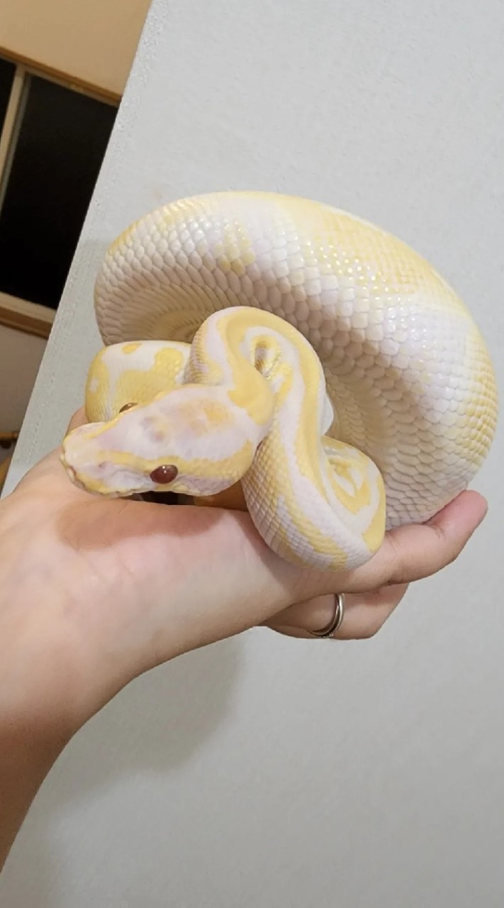 へびがとにかく好き🐍