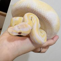 へびがとにかく好き🐍