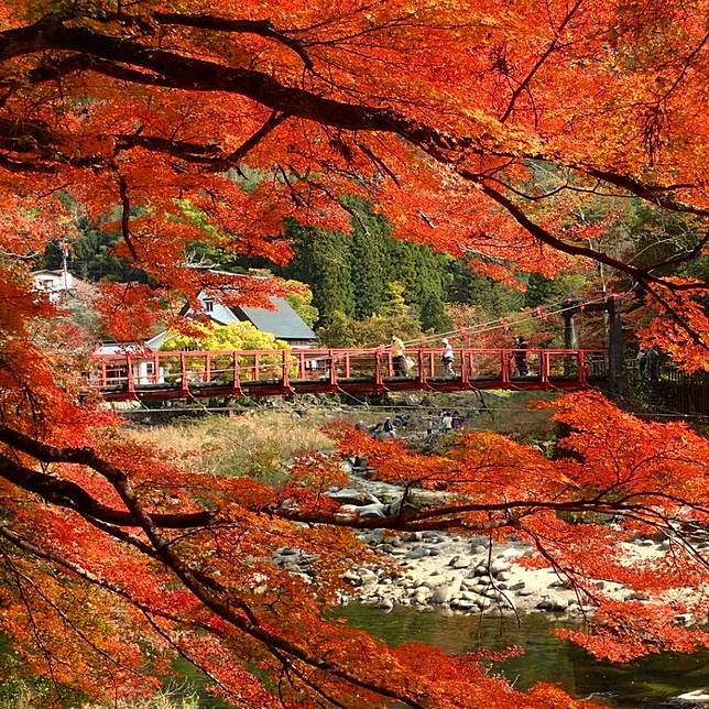 日本紅葉19 楓葉時間預測最新地區情報 北海道 京都 東京賞楓絕景 持續更新 Gotrip Line Today