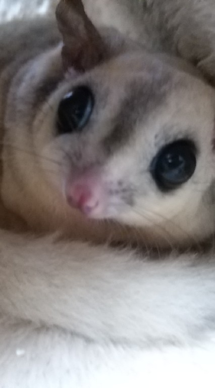 ♡ Sugar Glider