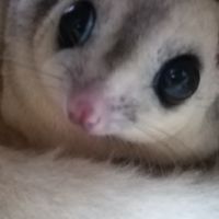 ♡ Sugar Glider