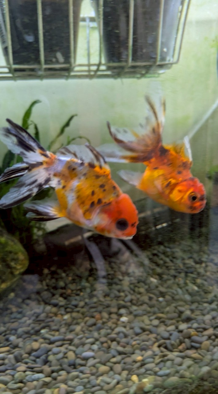 ゆるっとアクアリウムの雑談