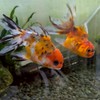 ゆるっとアクアリウムの雑談
