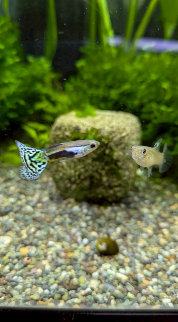 セカンドアクアリウム