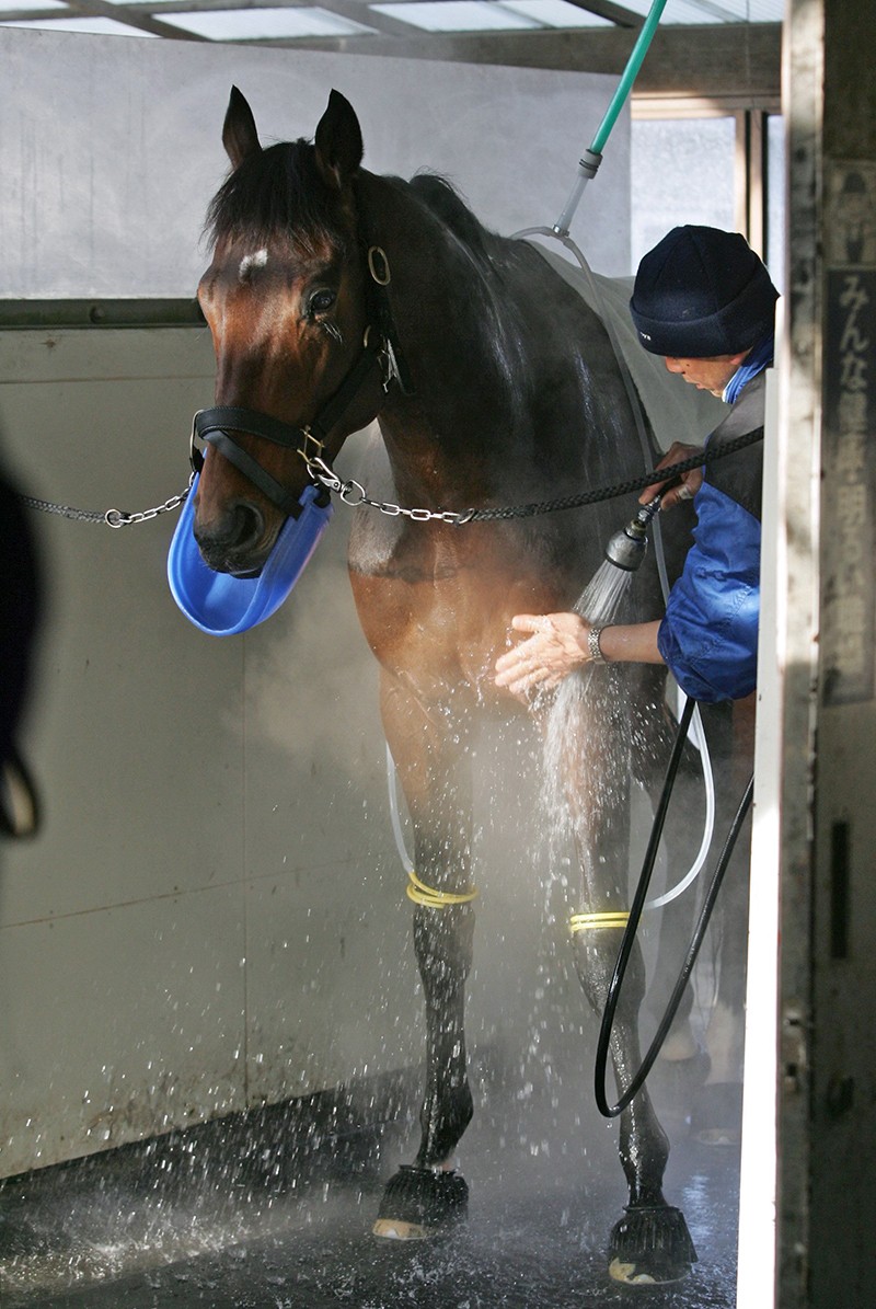 ディープインパクト 悲報から１年 世界的名馬はなぜ愛されたのか