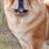 中学生雑談チーム