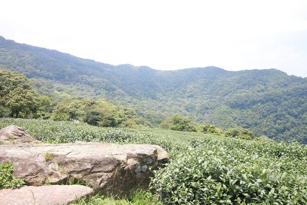 【台北旅遊】熊空茶園-深山裡的大自然景觀