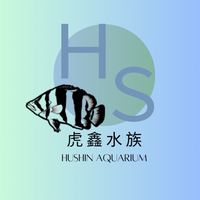 虎鑫水族🐯精品優質虎魚專賣