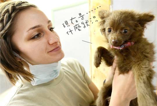 19年各縣市犬貓絕育結紮補助一覽表 含政府與各家協會 寵物滔客 Line Today