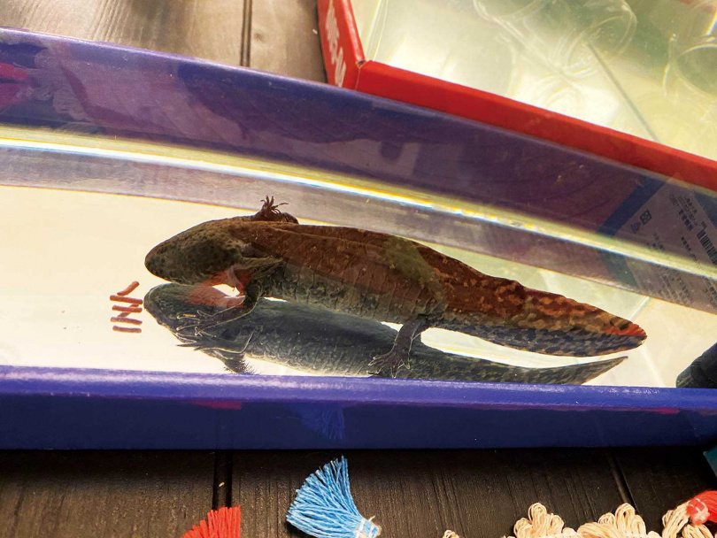 除了毛小孩，戴安娜還養了頻臨絕種的墨西哥鈍口螈。（圖／戴安娜提供）