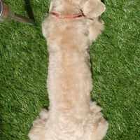 マルプーで癒やされよう会