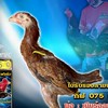 ธีรศักดิ์ฟาร์ม"2"