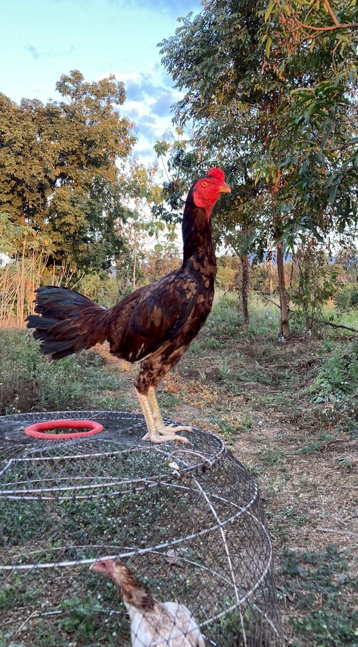 ธีรศักดิ์ฟาร์ม"2"