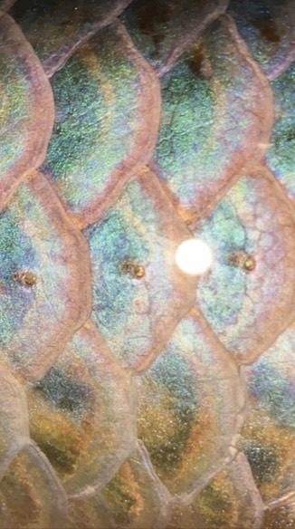 凱盛好龍「瀧柒KAWAIARO」